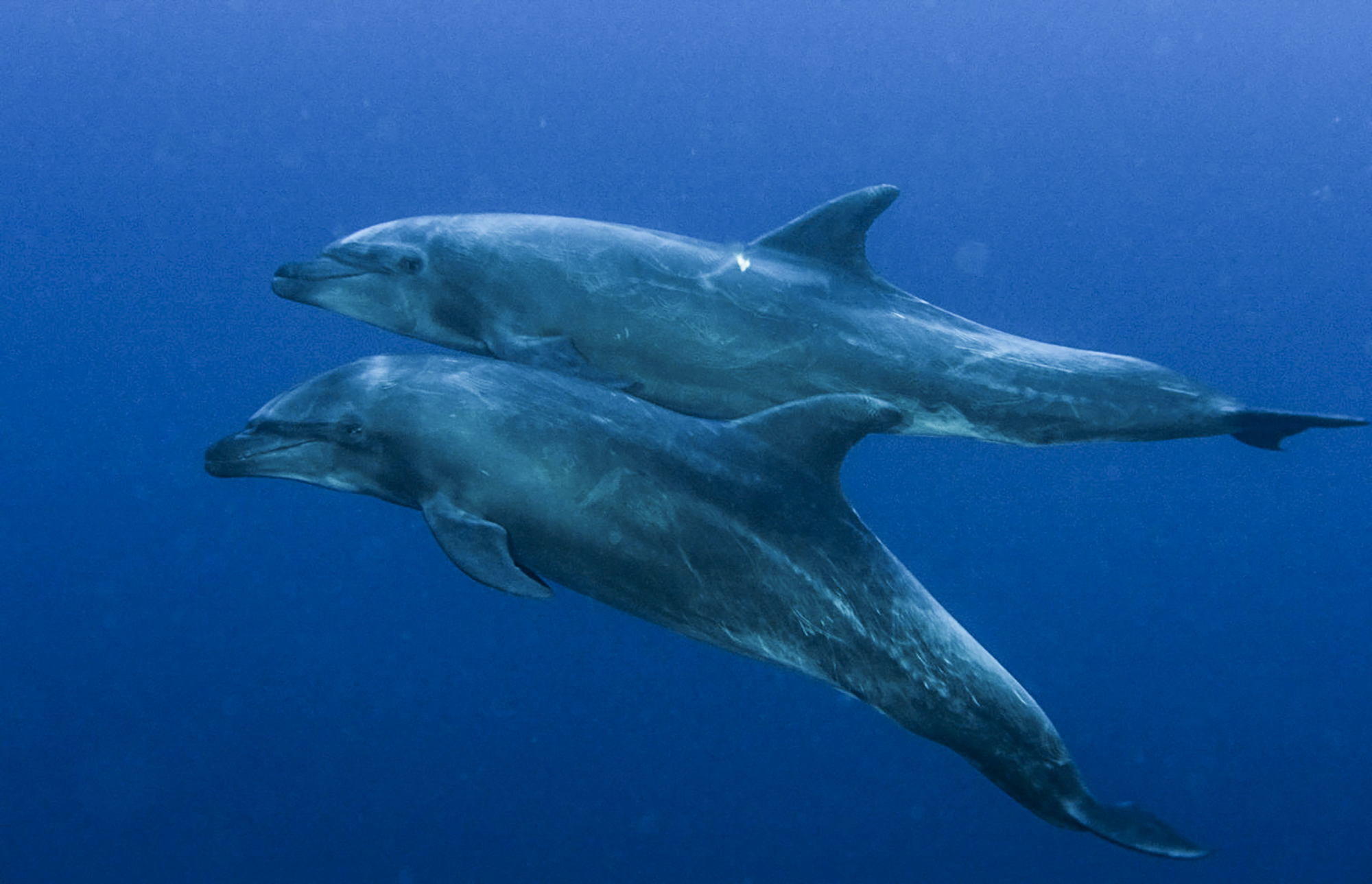 Playful dolphins snuggle at Socorro. Photo by Mandy Ng