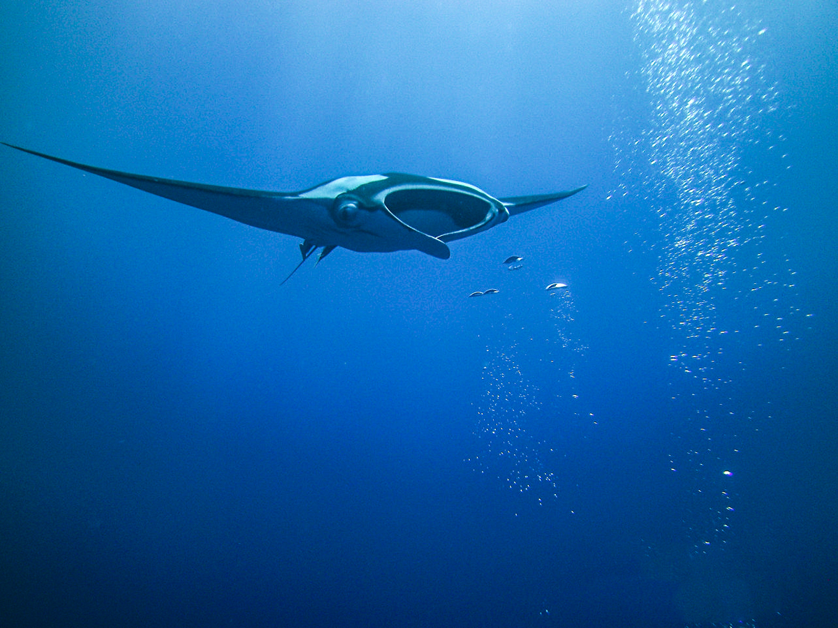Friendly manta encounters at Cabo Pearce