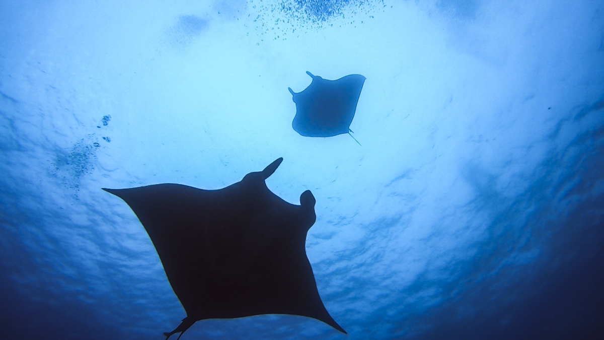 Half a Dozen Mantas Coming From All Directions