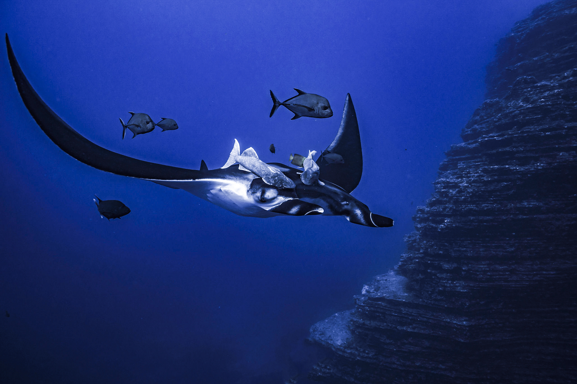 A beautiful manta flying with its remora. Photo by Divemaster Mirko