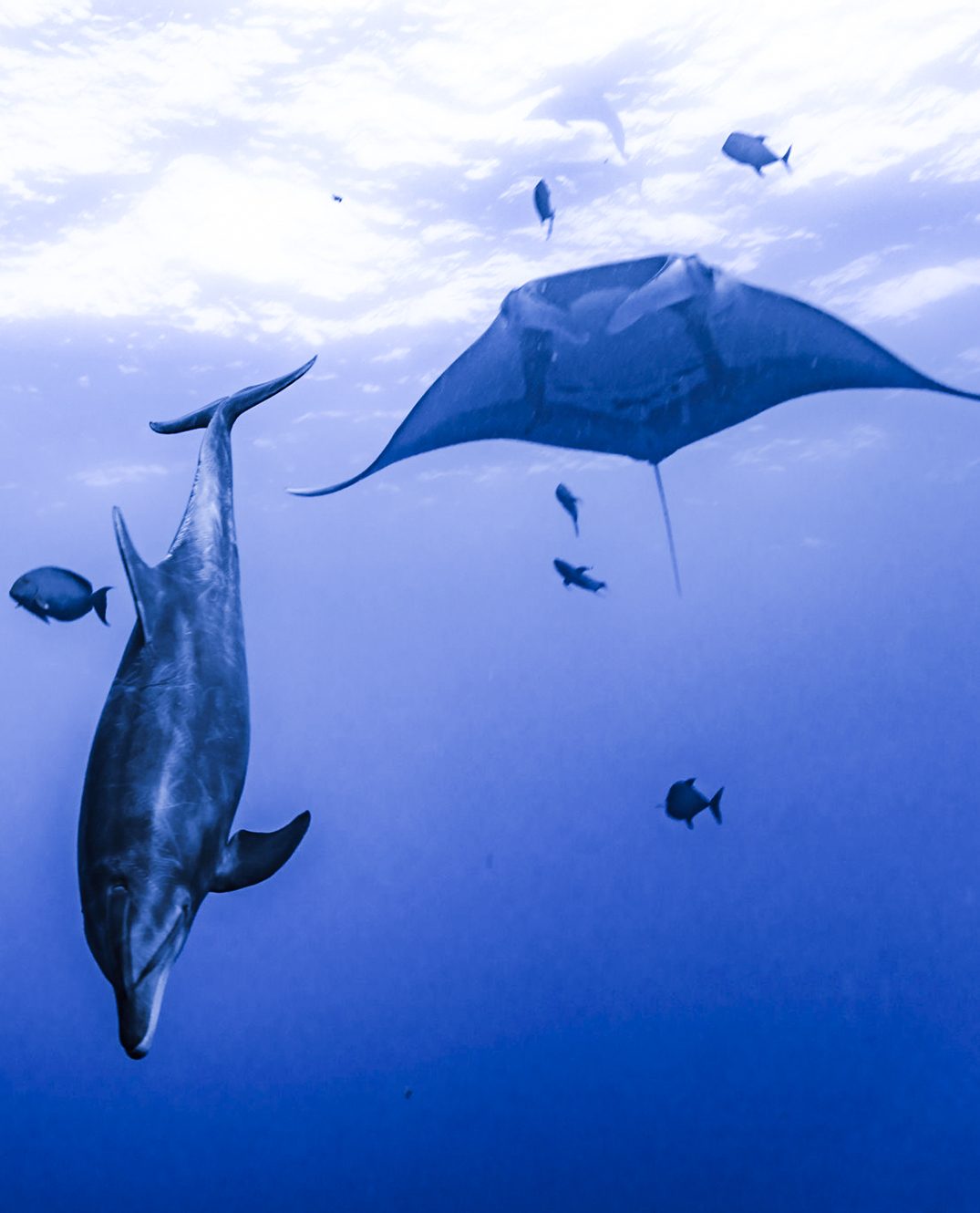 https://bajaexstag.wpengine.com/wp-content/uploads/2024/11/2024-11-Gray-Whale-LRG-1200x700.jpg.webp