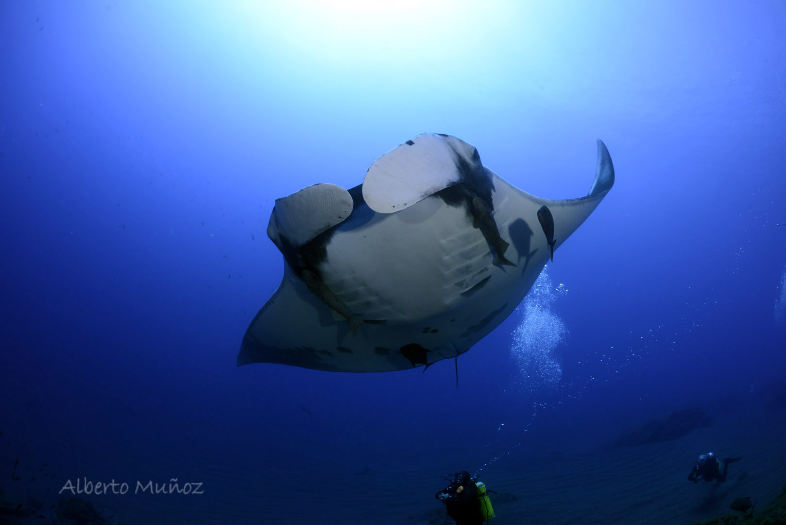Giant manta at Socorro, diving tours
