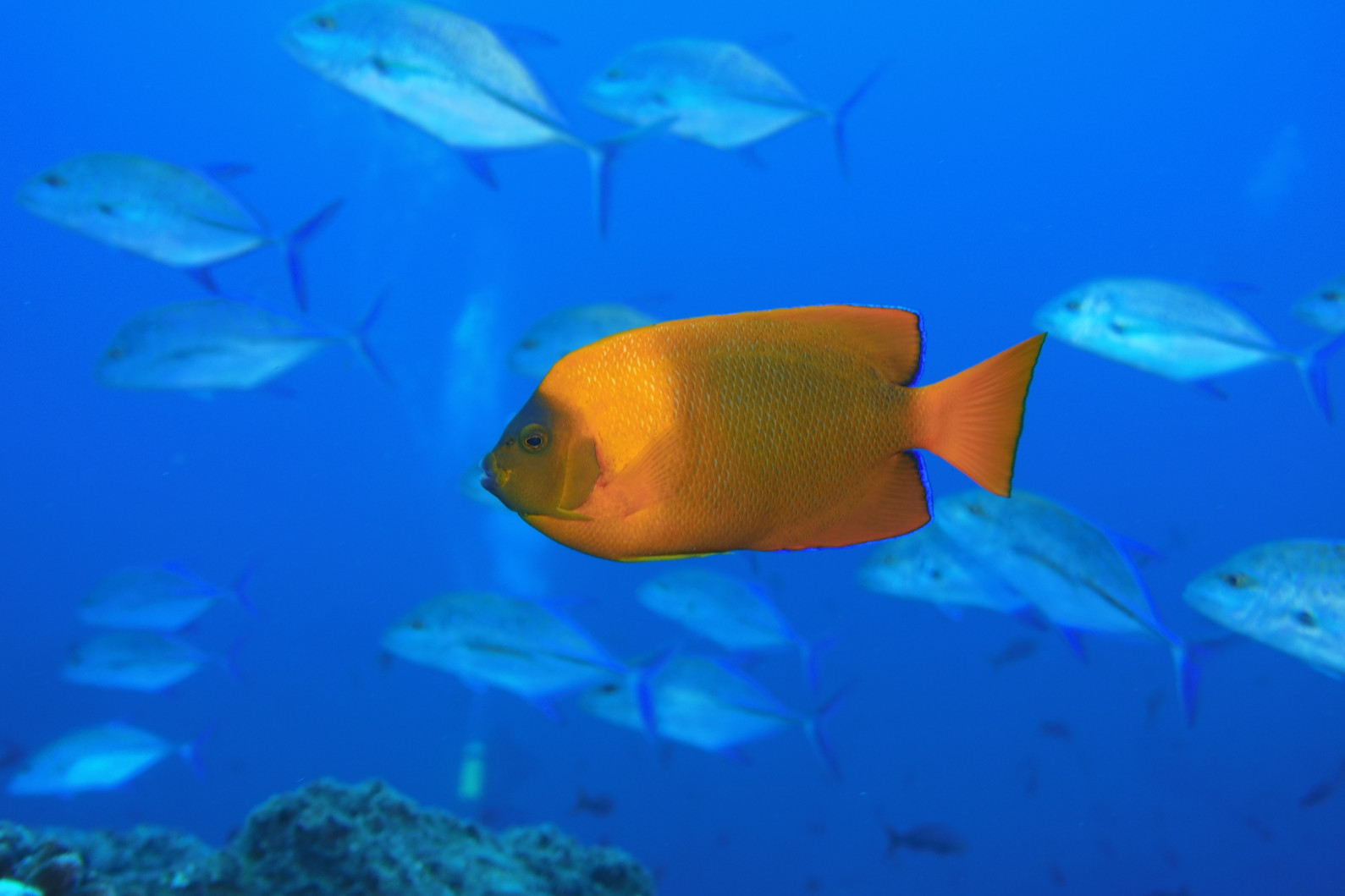 Clarion angelfish