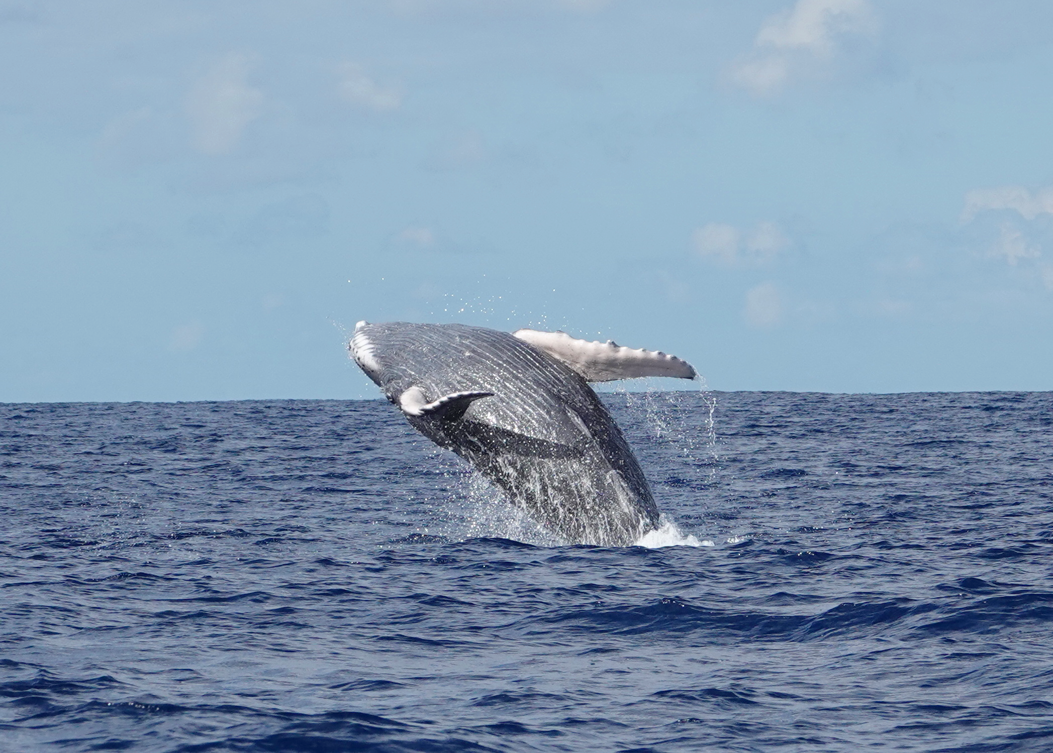 https://bajaexstag.wpengine.com/wp-content/uploads/2024/11/2024-11-Gray-Whale-LRG-1200x700.jpg.webp