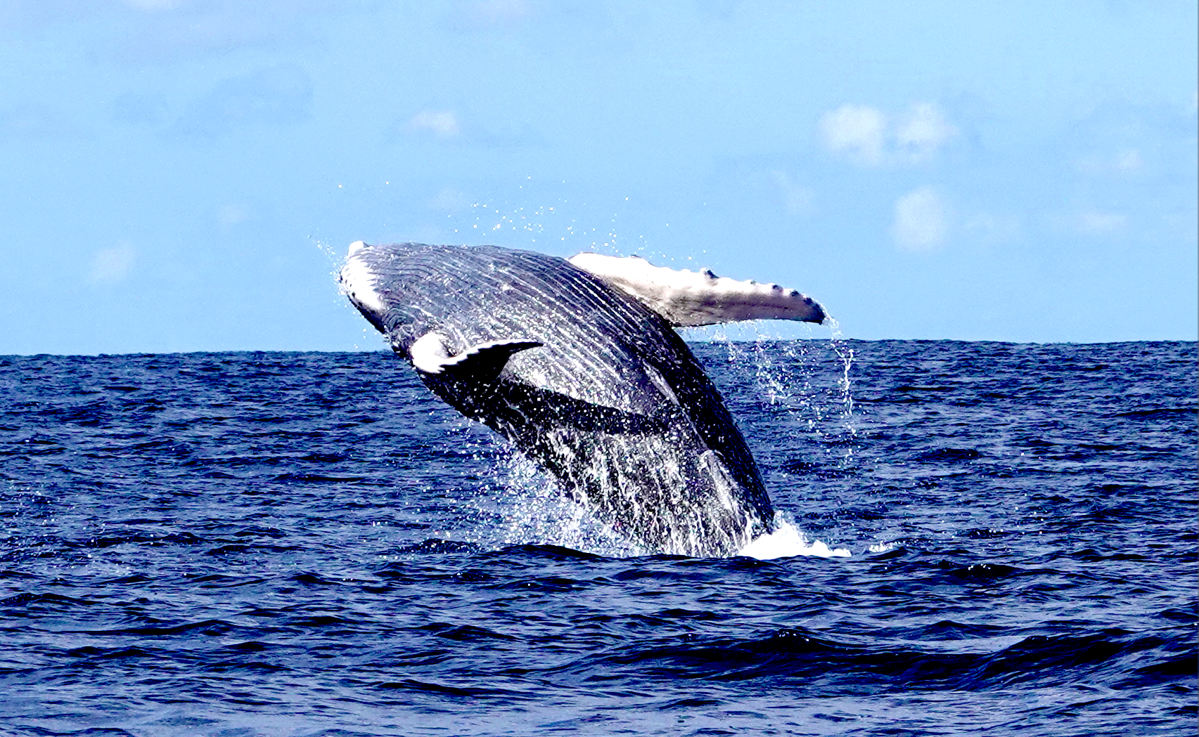 Socorro Liveaboard: Giant Mantas, Sharks, and Humpback Whales