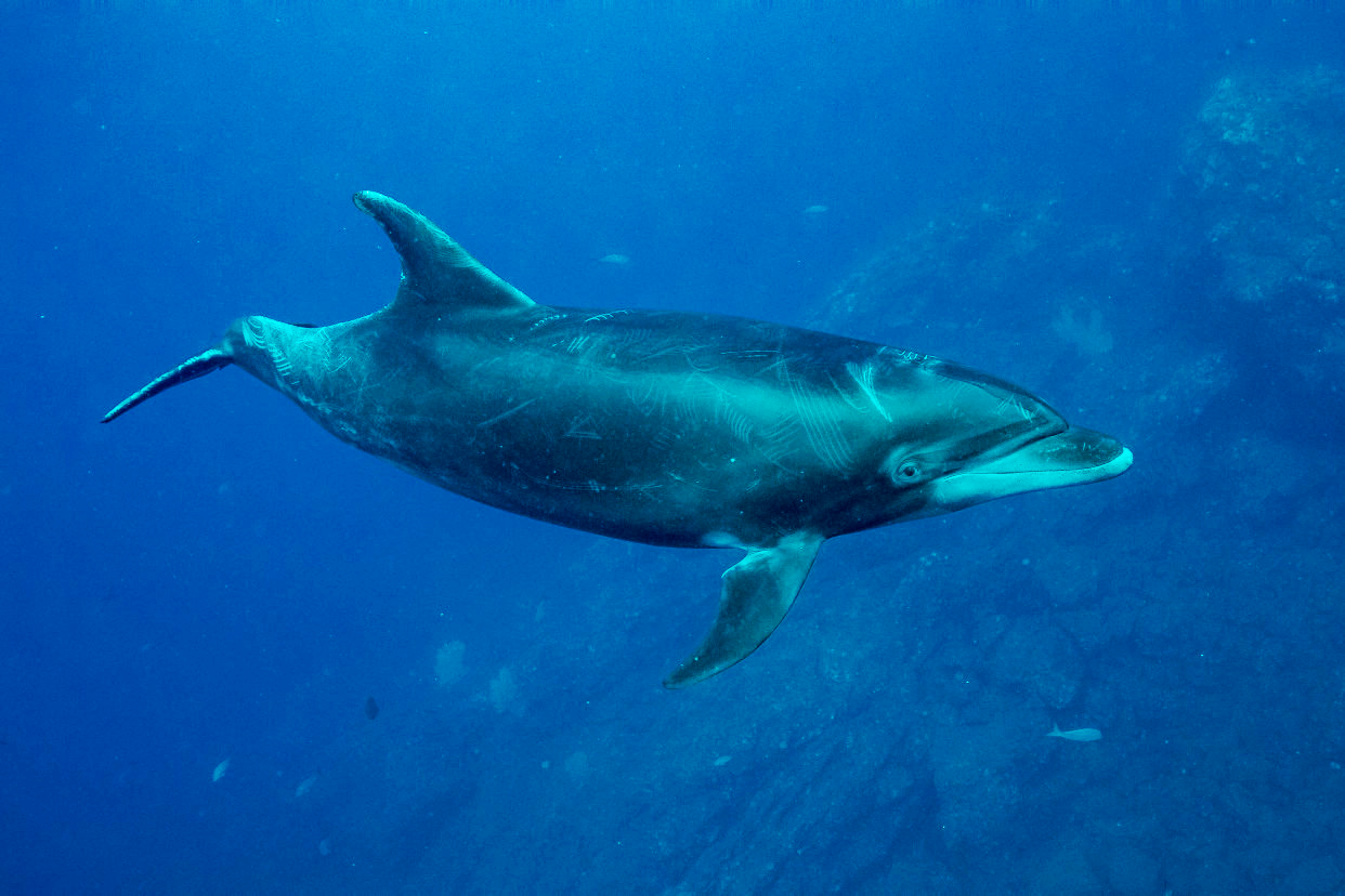 Dolphin at El Boiler