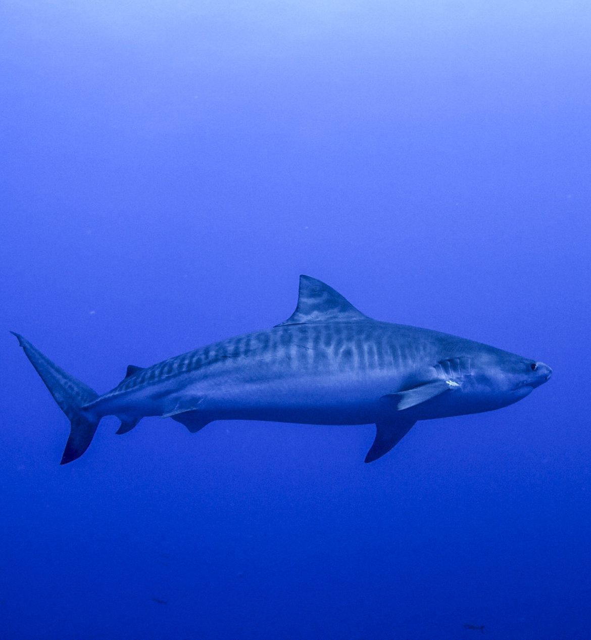 Tiger Shark