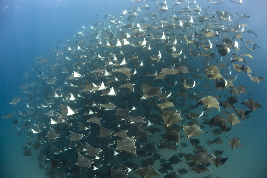 Swim with a tornado of mobula rays