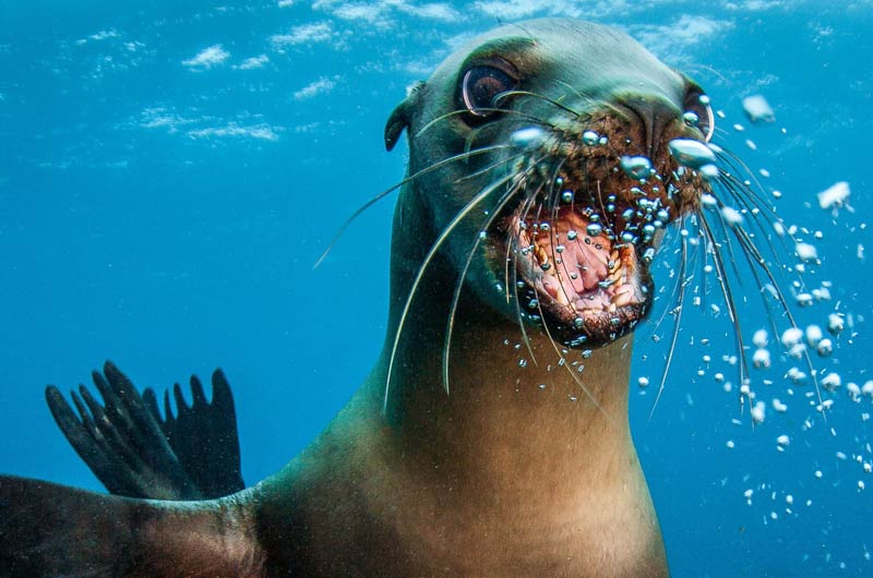Best Time to Dive the Sea of Cortez: A Seasonal Wildlife Guide