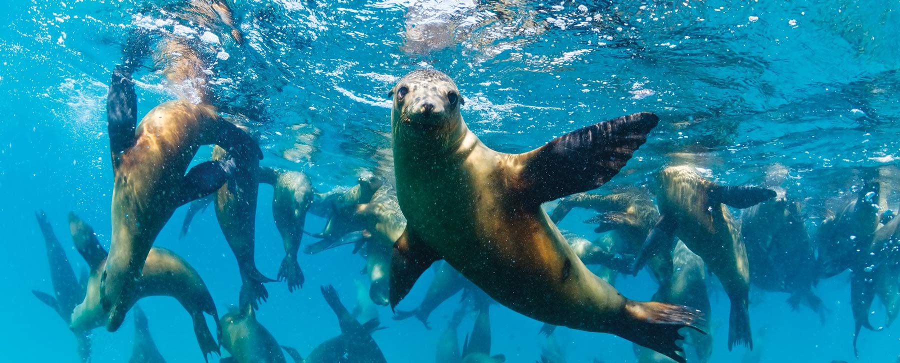 Sea Lions