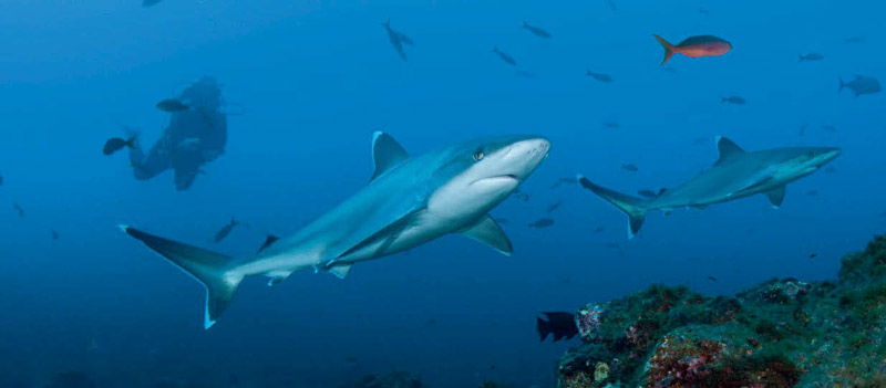 https://bajaexstag.wpengine.com/wp-content/uploads/2024/11/2024-11-Gray-Whale-LRG-1200x700.jpg.webp