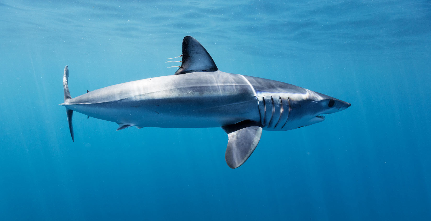 Mako sharks, the Fastest Shark in the World