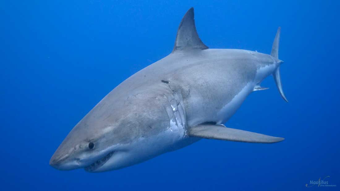 diving with great white sharks in the Sea of Cortez