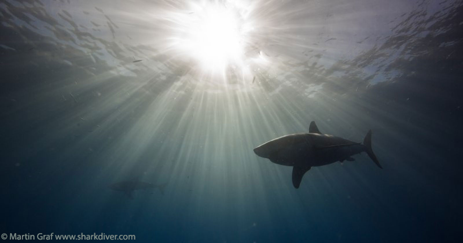 Martin Graf - Shark at guadalupe island