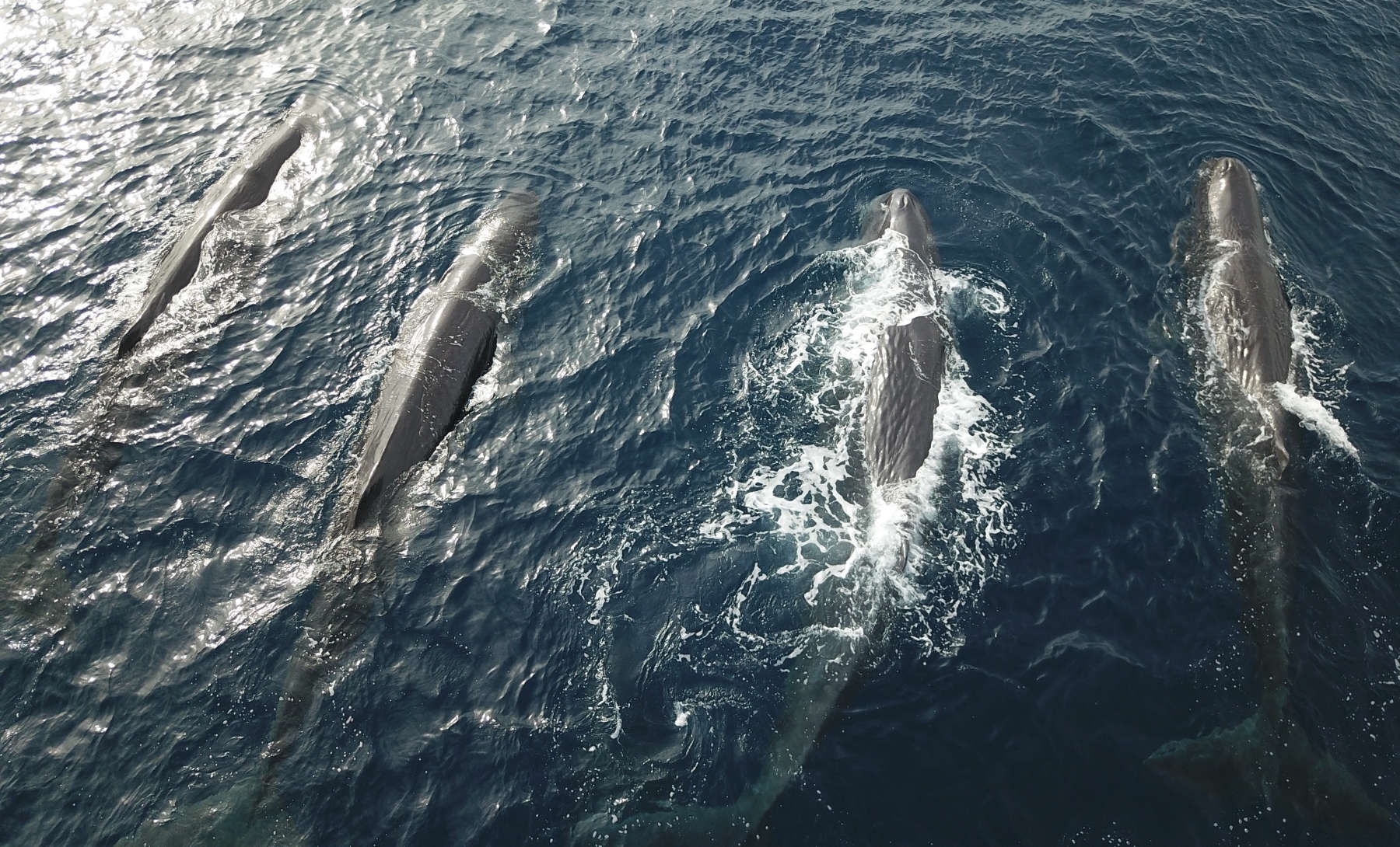 Swimming with Sperm Whales in the Sea Of Cortez