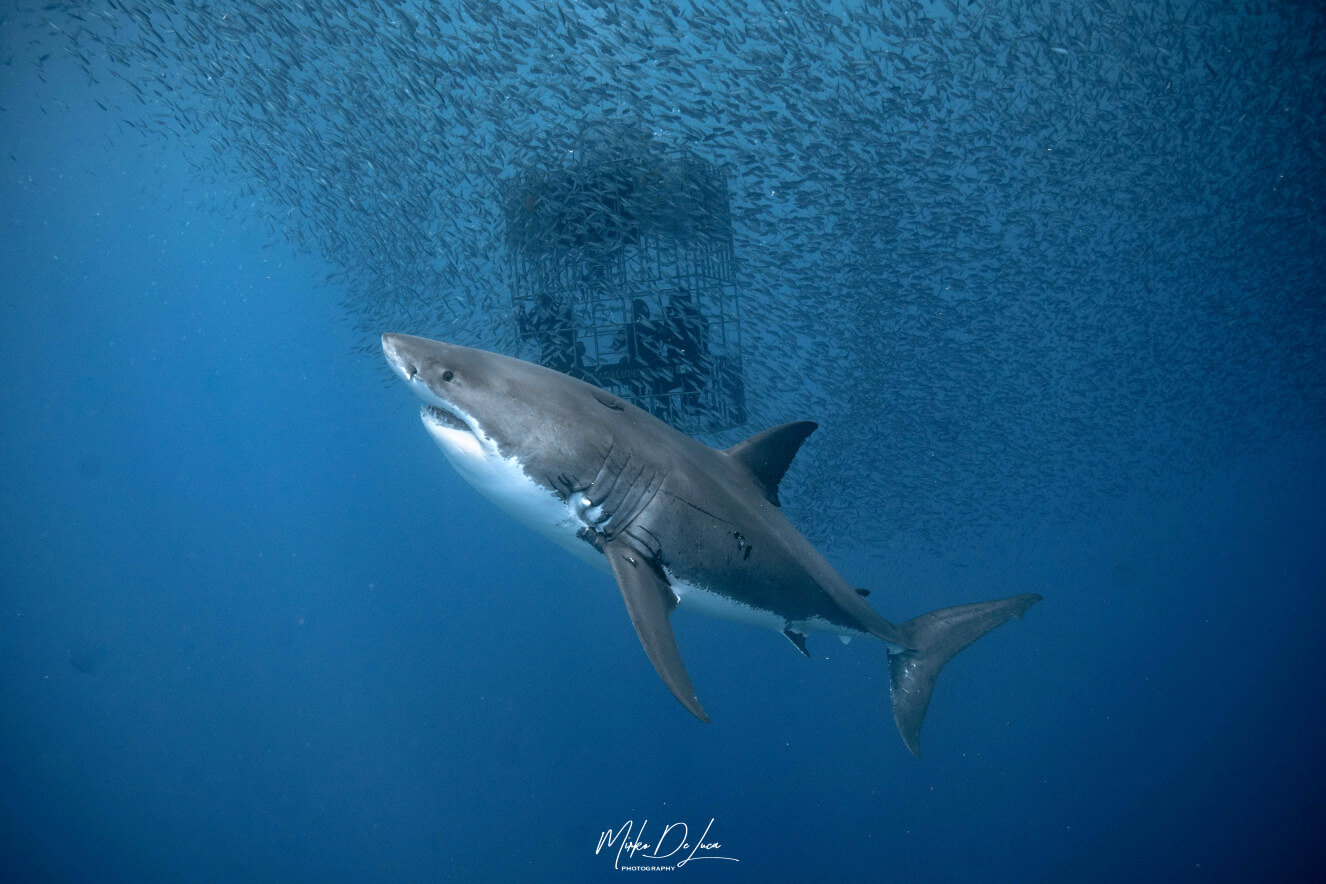 Guadalupe Great White Sharks Eyes are Blue