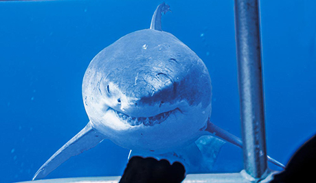 Guadalupe Great white shark experience 