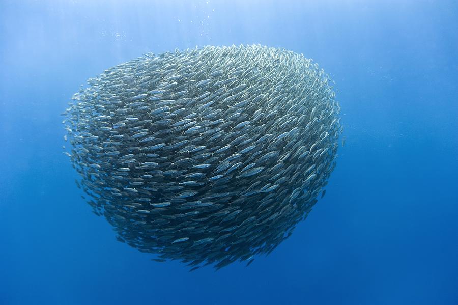 Beautiful Giant Mantas, Dolphins, Sharks, Bait Balls and so much more.