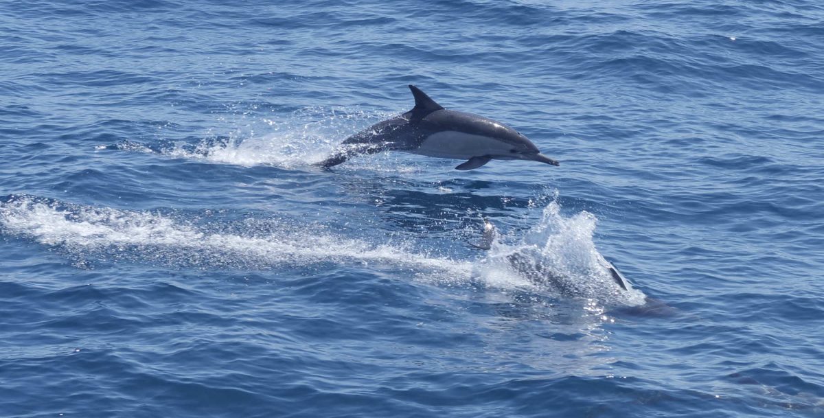 Dolphins