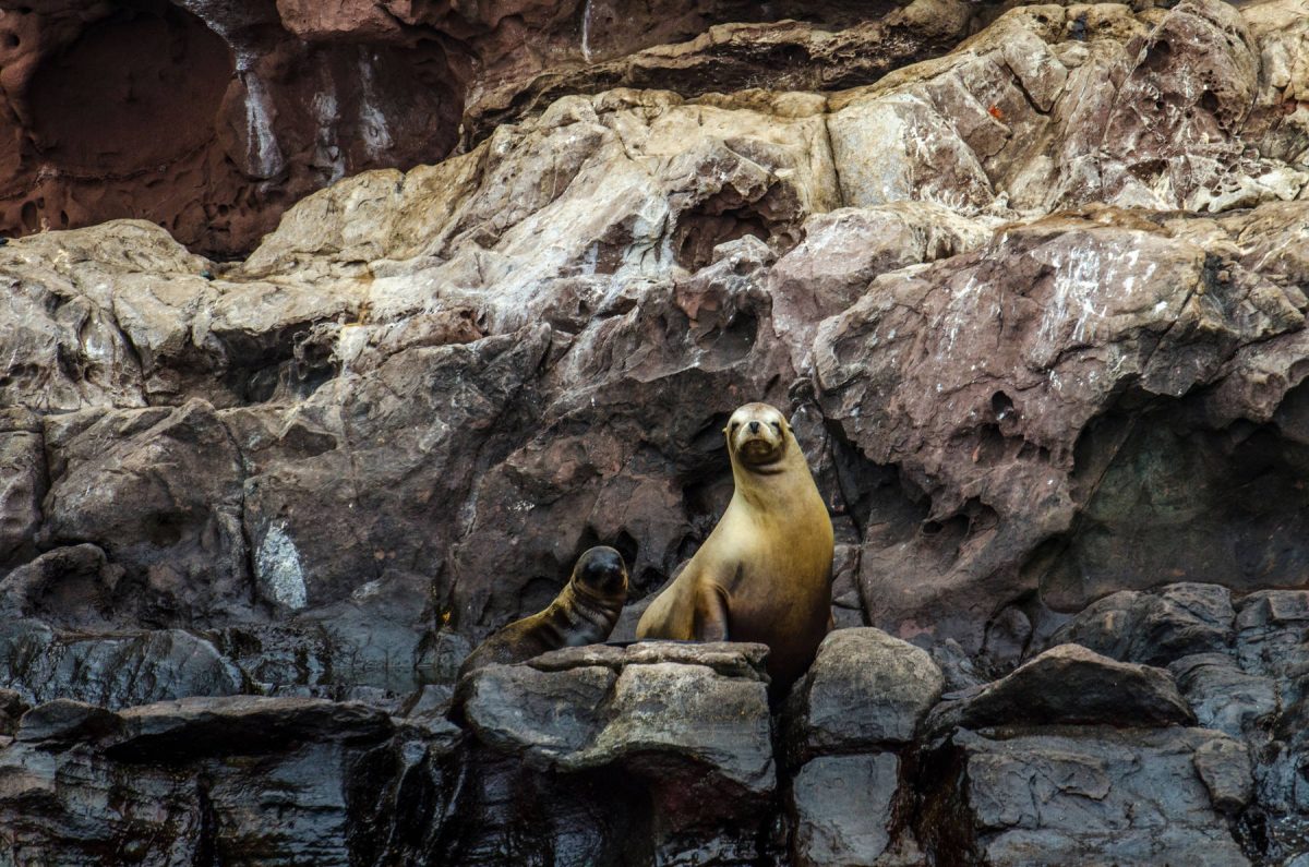 Guadalupe Fur Seal Family