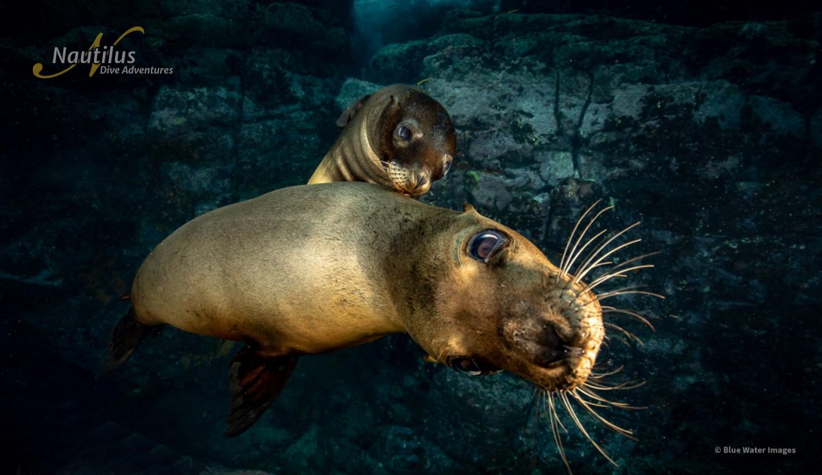 Sea Lions in the sea of Cortez