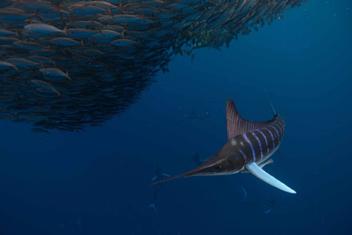 Striped marlin and a huge bait ball of sardines. Part of the Magdalena Bay Sardine Run.