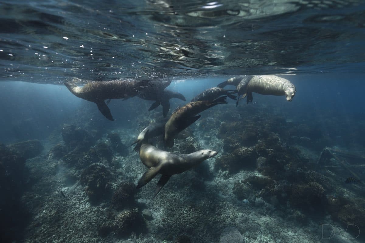 Sea Lions