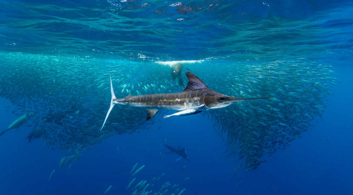 Magdalena Bay Marlin and sea lion chasing bait ball