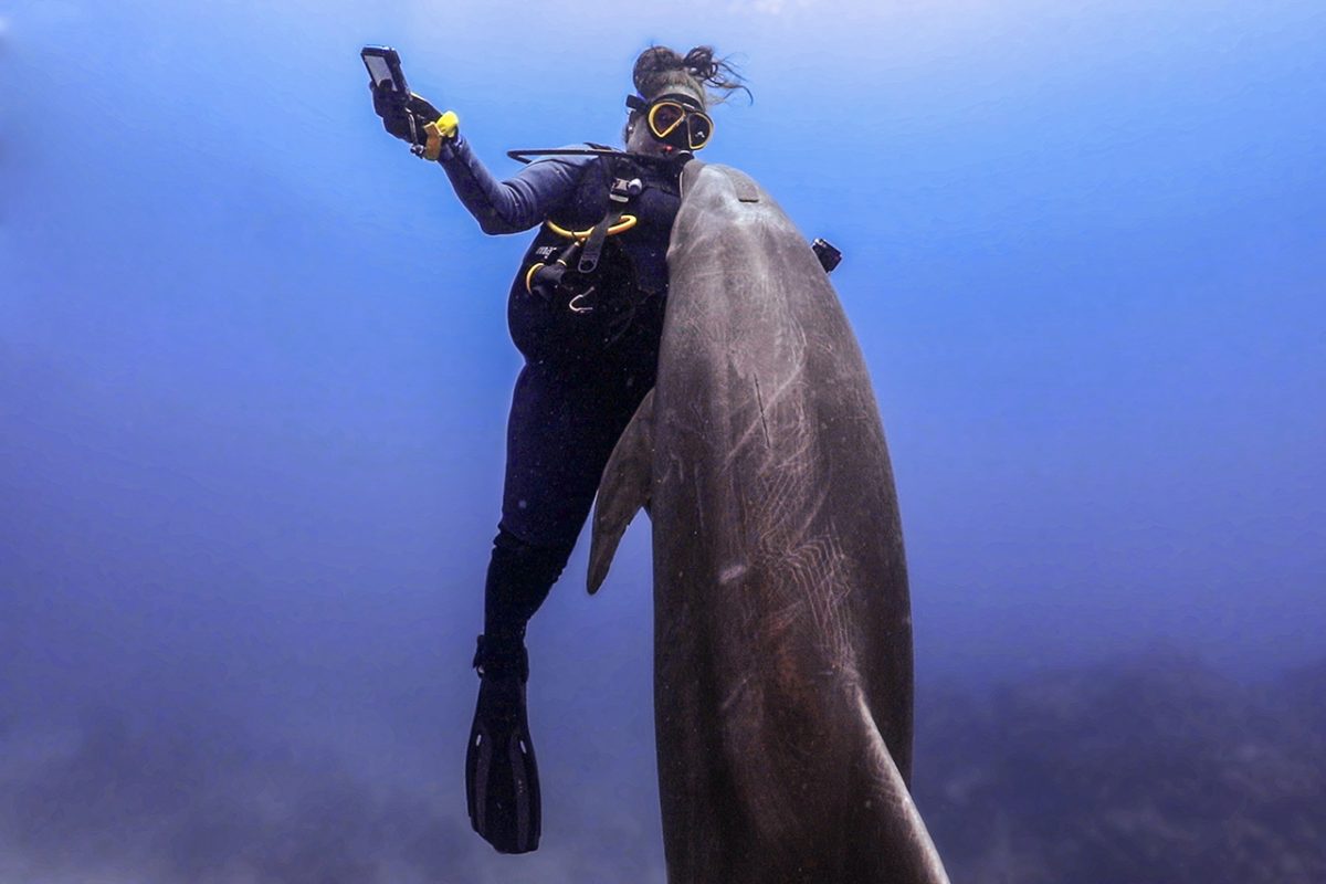 Bottlenose dophins at Socorro