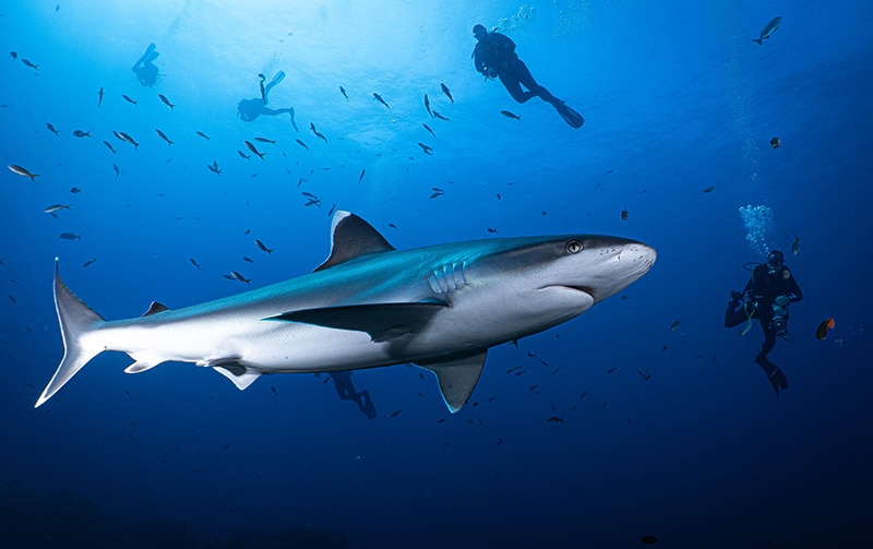 https://bajaexstag.wpengine.com/wp-content/uploads/2024/11/2024-11-Gray-Whale-LRG-1200x700.jpg.webp