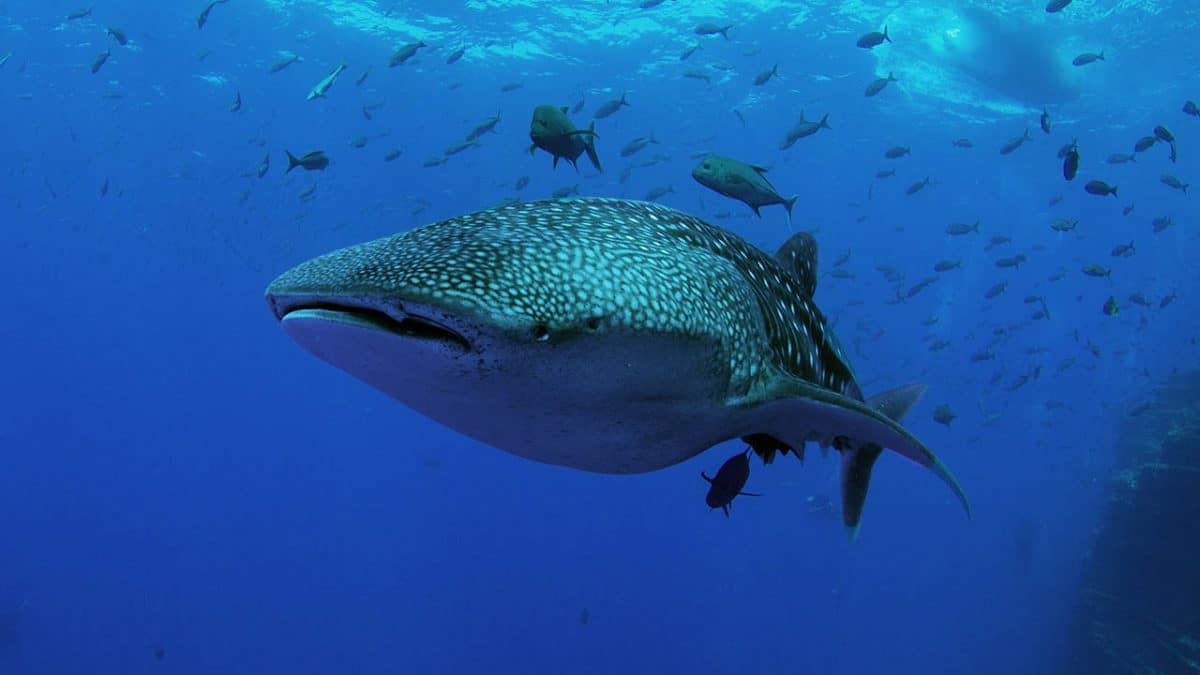Whale Shark