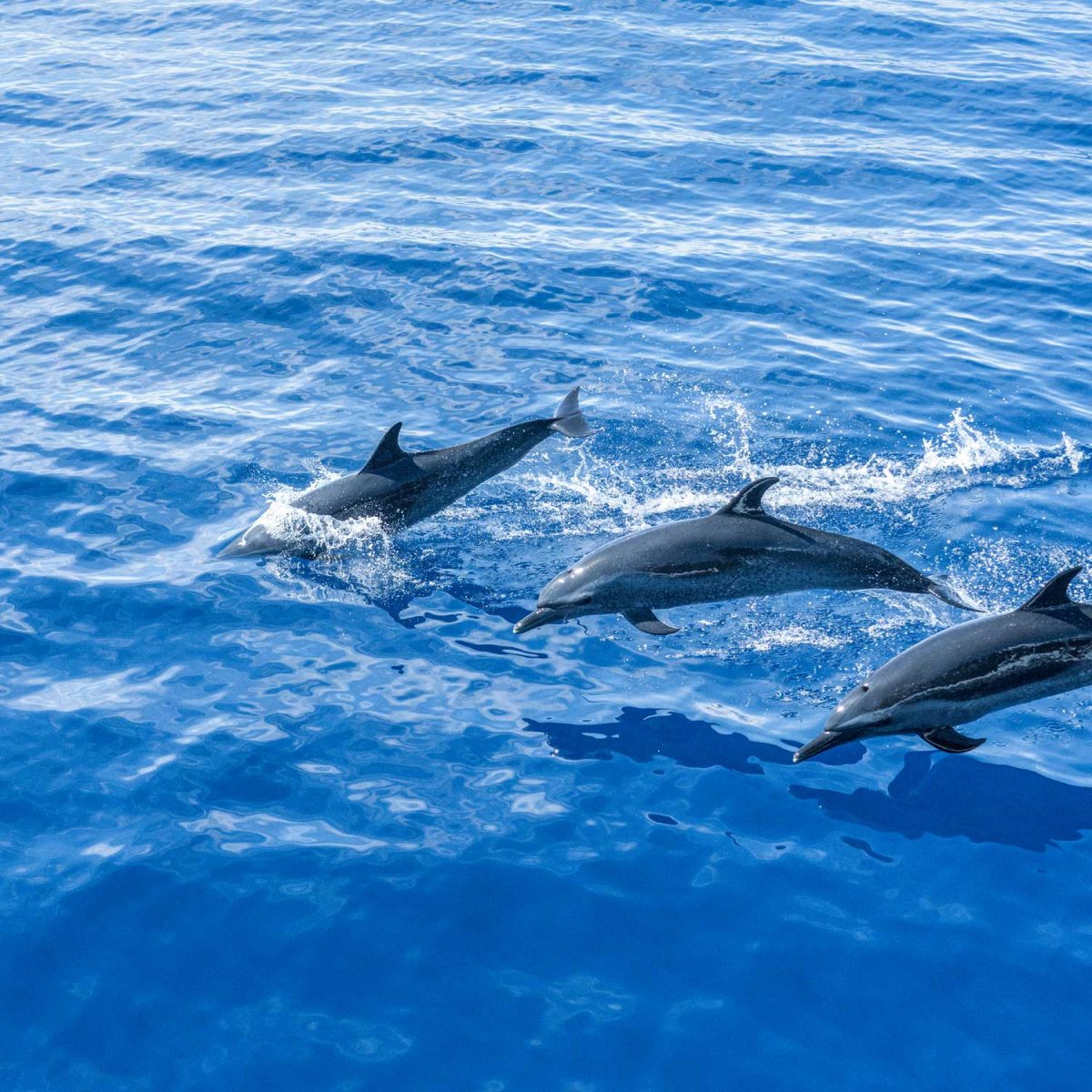 Dolphins