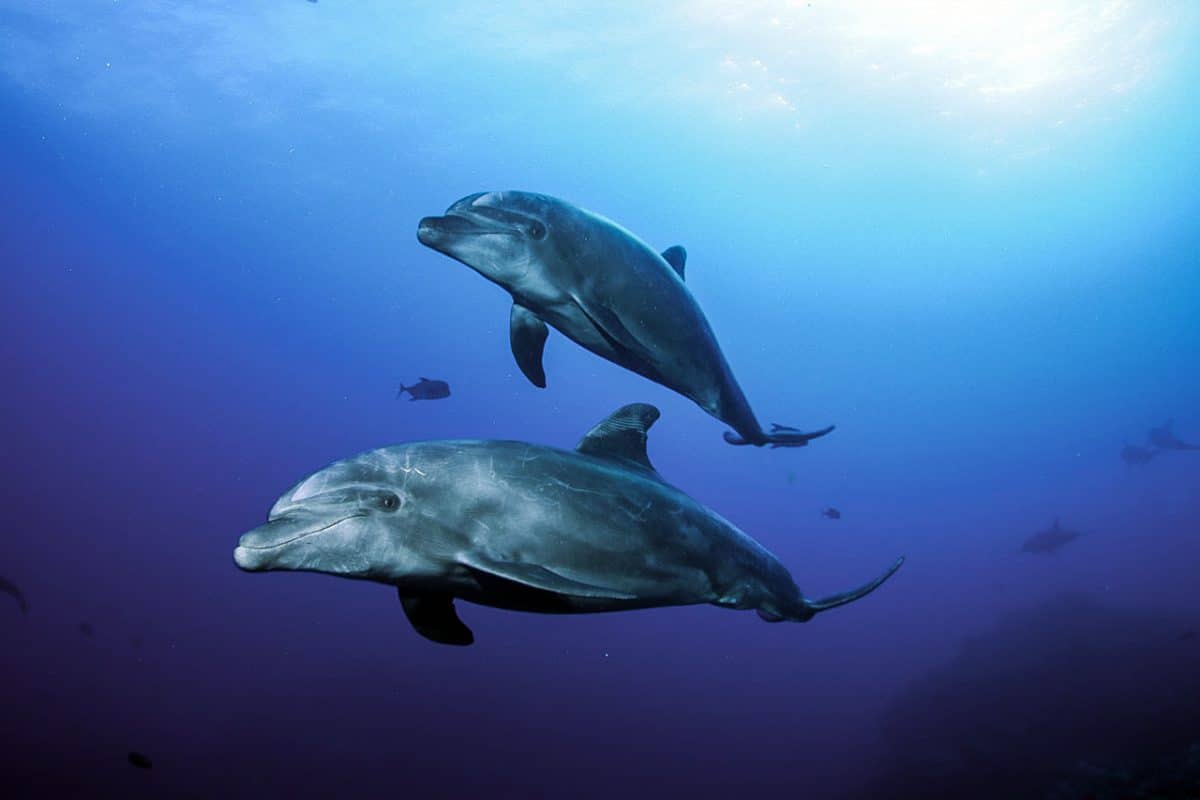 Making Eye Contact with Dolphins & Giant Mantas