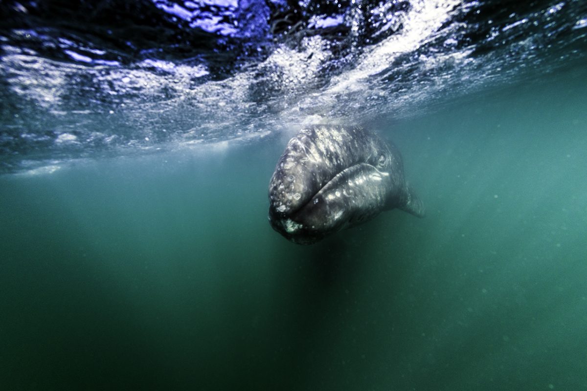 Whale watching in Baja: The prime spot.