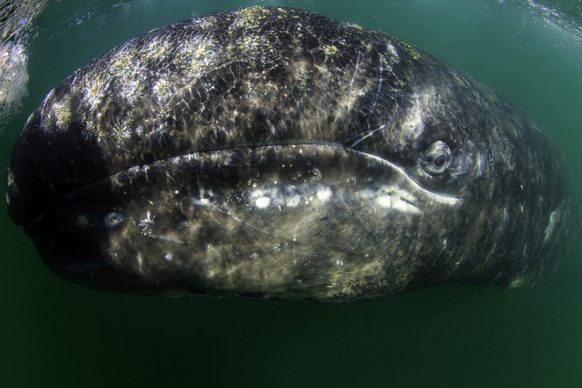 Gray Whales Mating in San Ignacio Lagoon