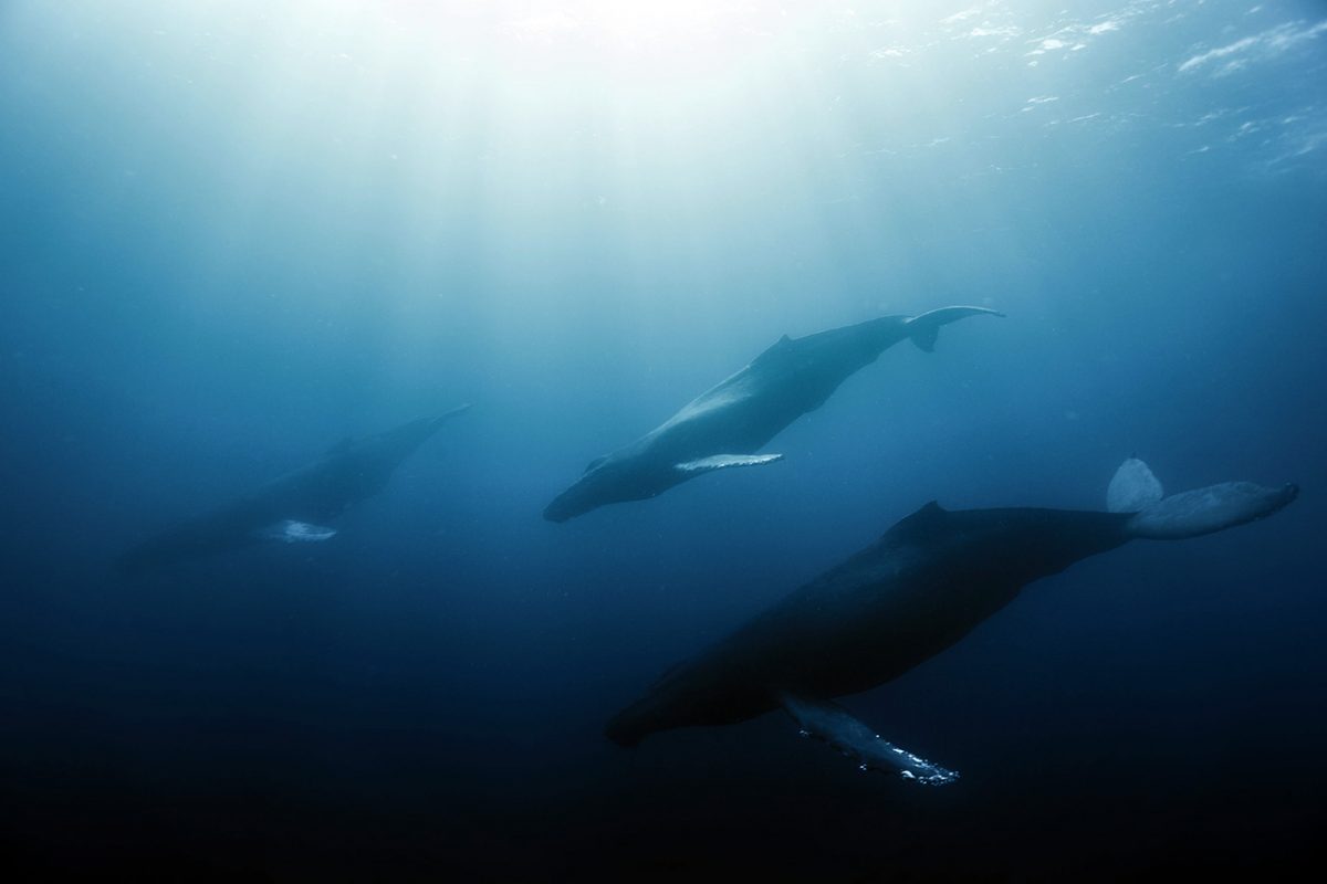Humpback Whales Tours