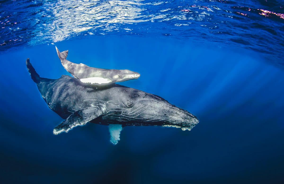 Humpback Whales, Liveaboard Tours