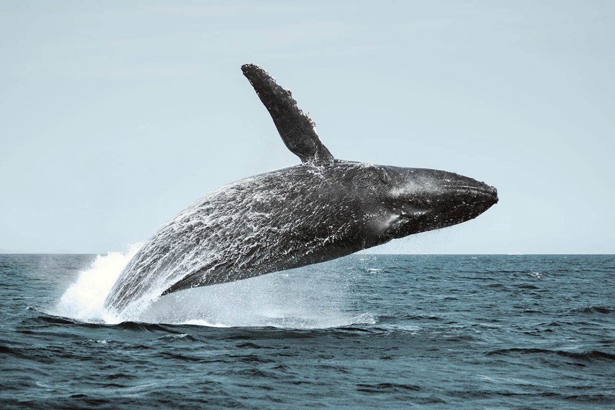 Humpback whale breaching