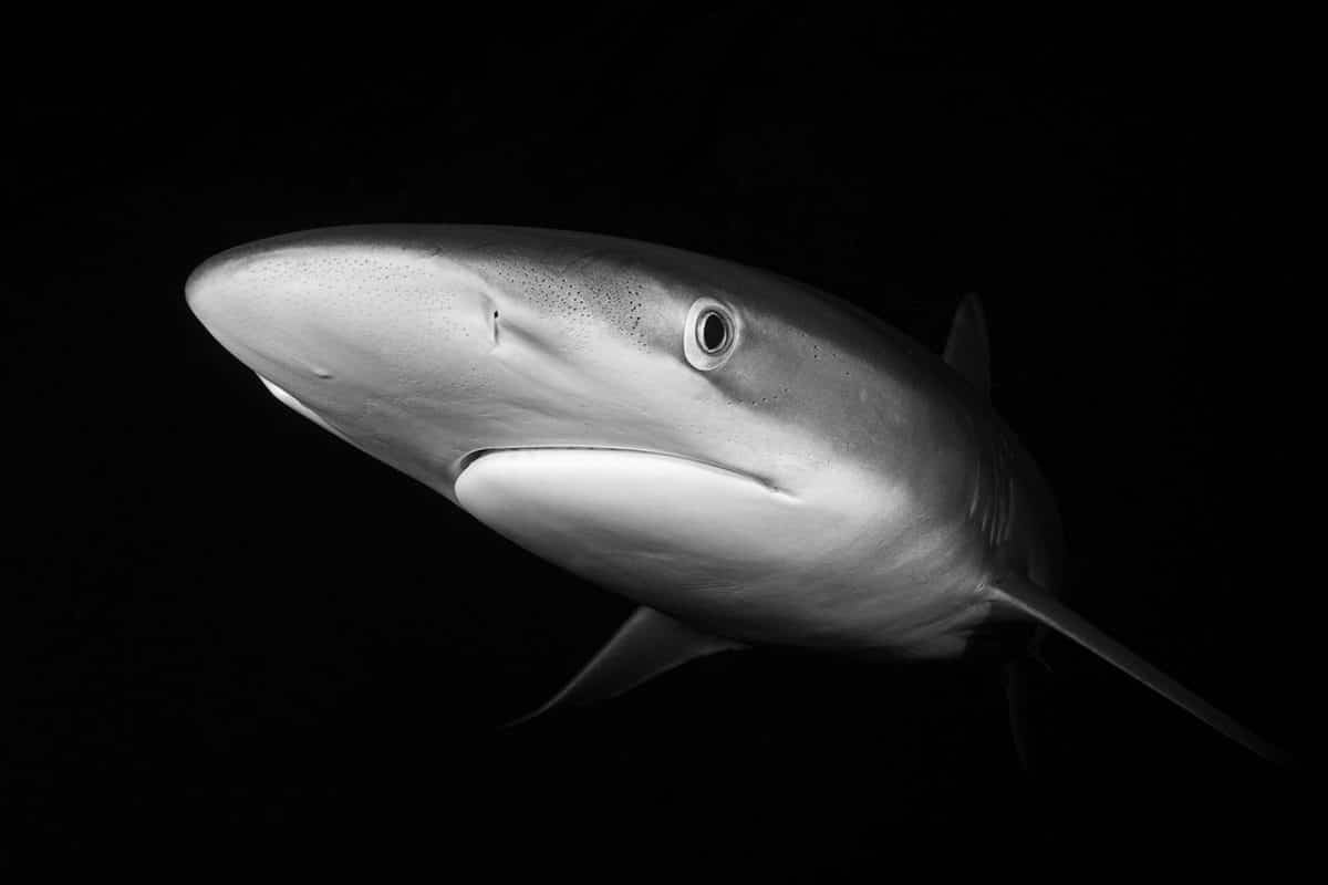 Fearless Shark Socorro