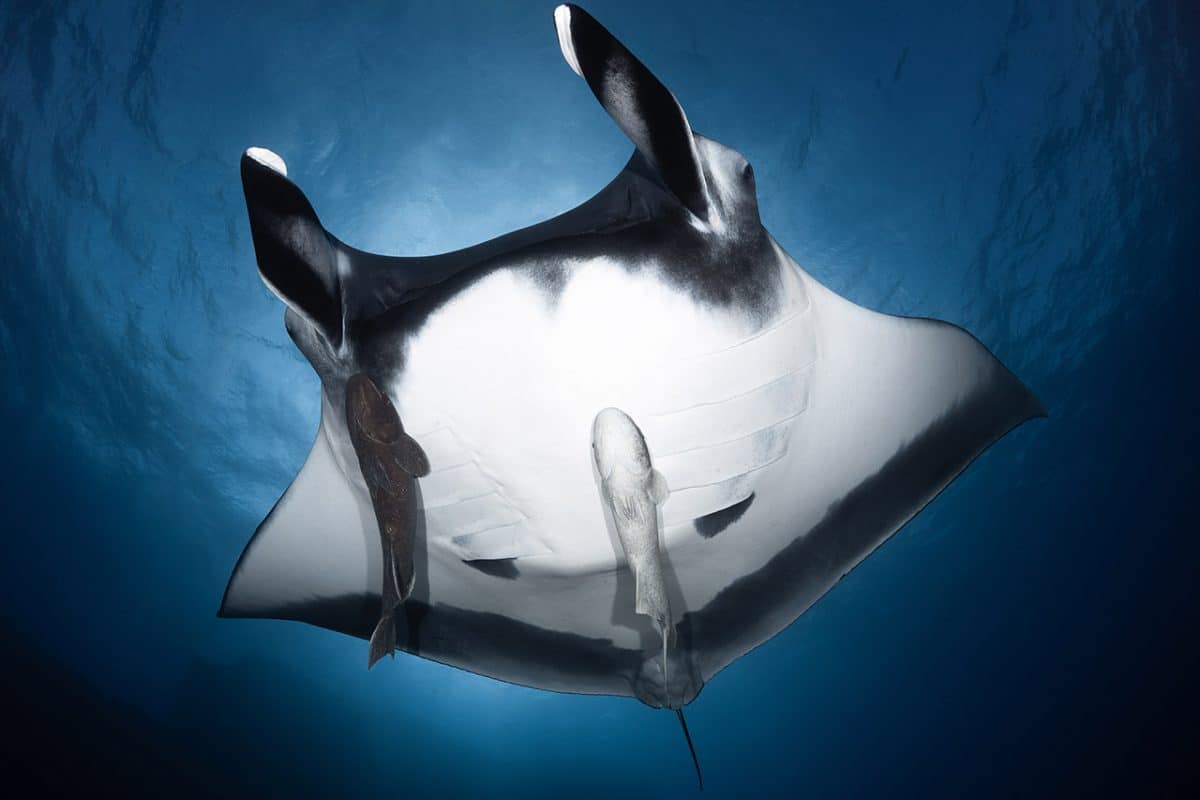 Manta Ray, Sea of Cortez