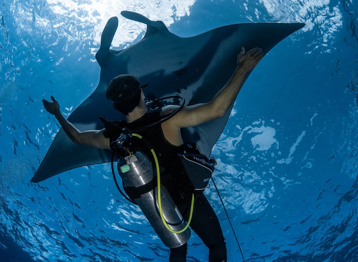 Manta Ray and Diver - Socorro Island