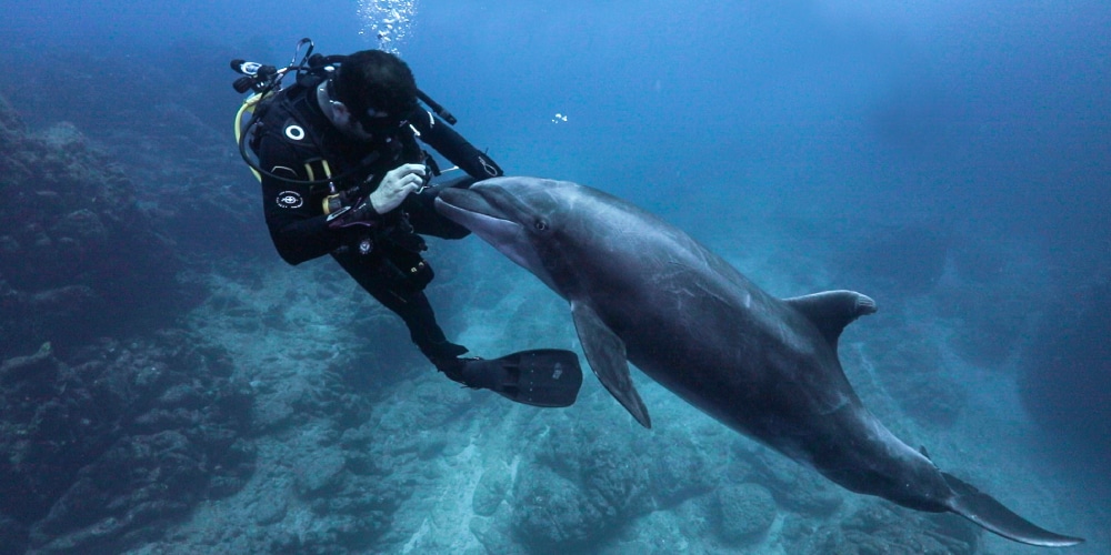 Doplhin and Socorro