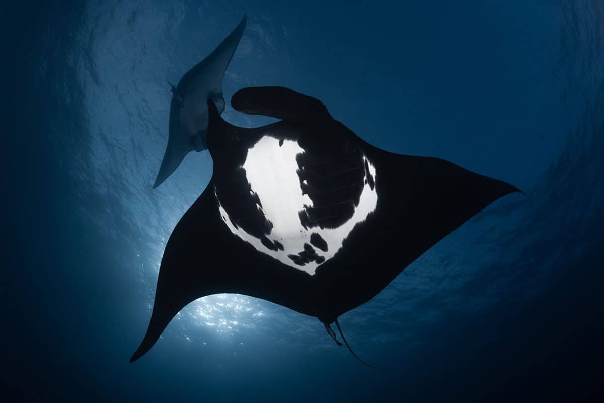 Manta Rays