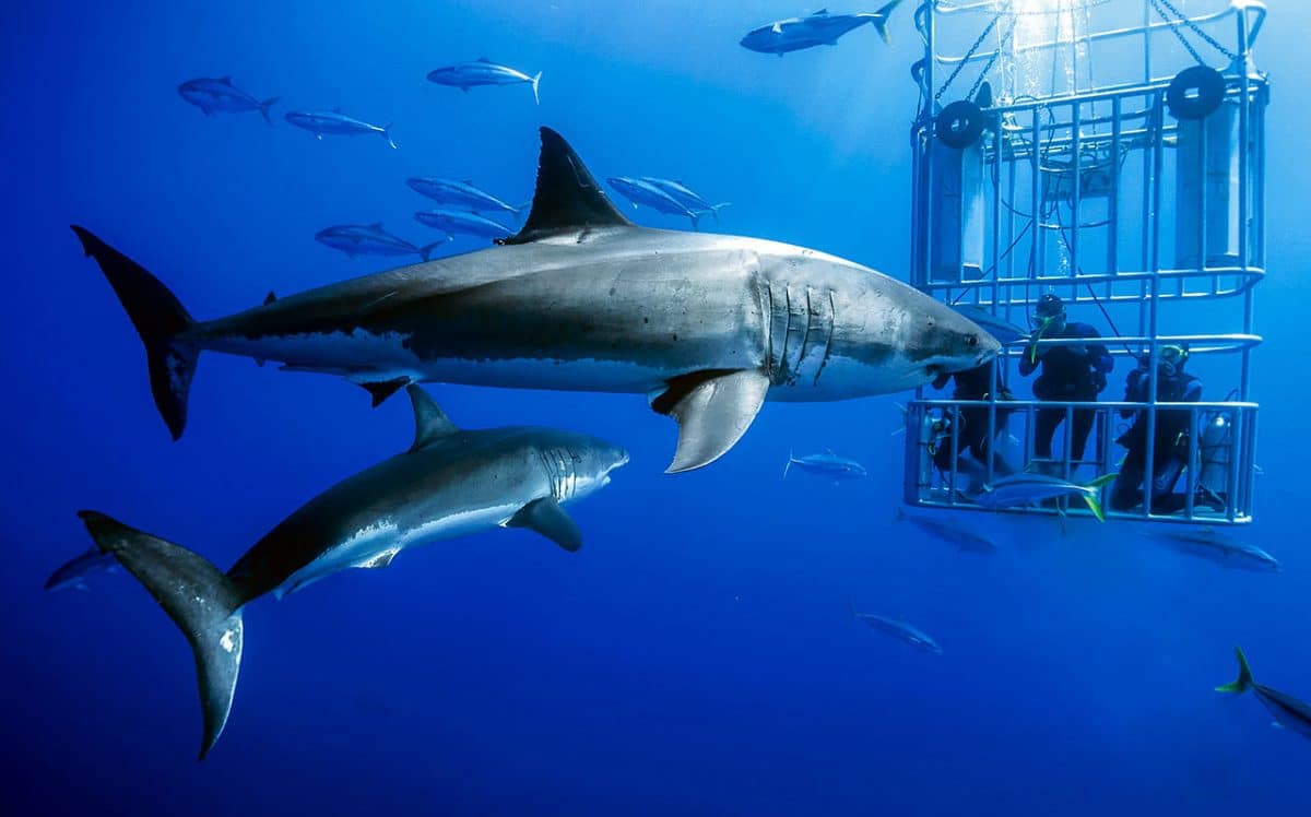 Dive with great white sharks