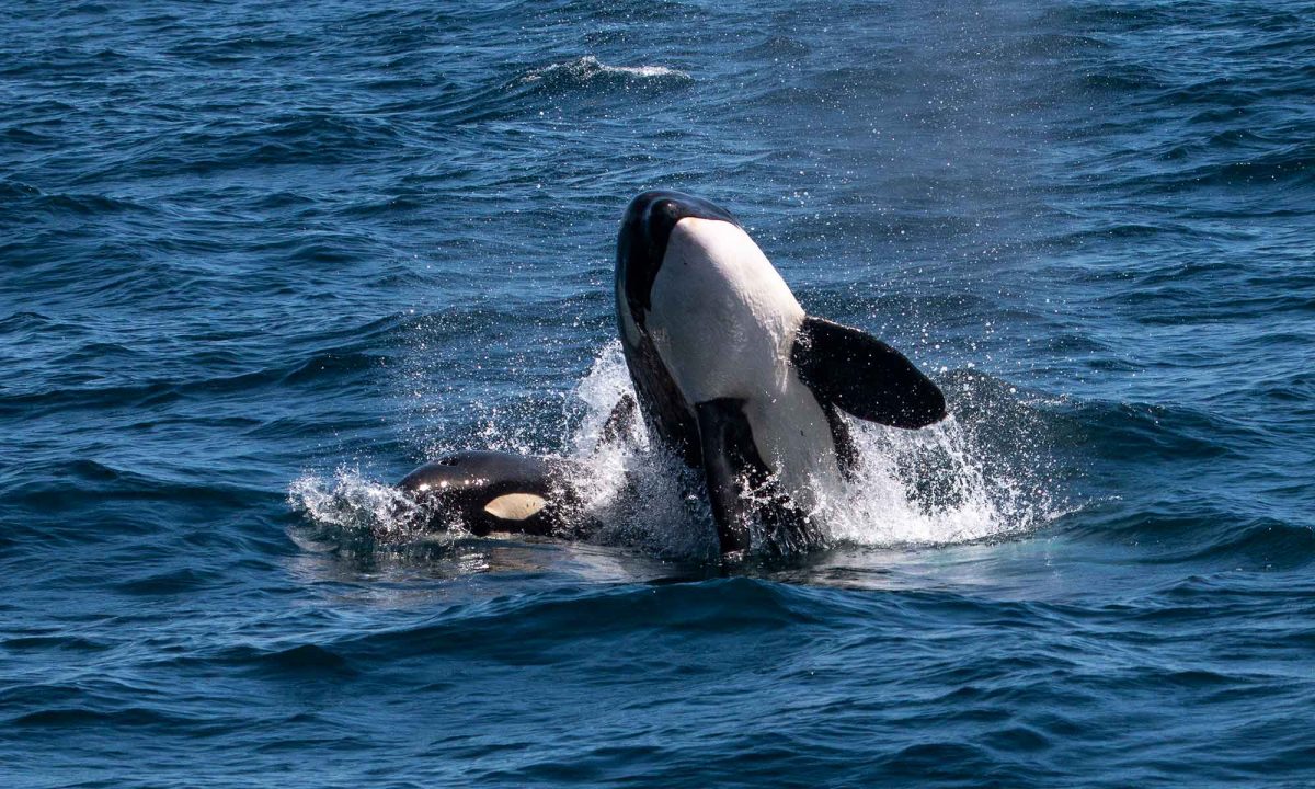 blue whale vs orca