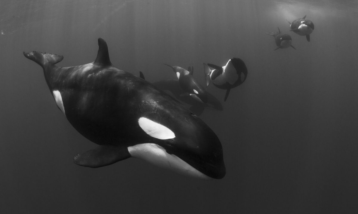 https://bajaexstag.wpengine.com/wp-content/uploads/2024/11/2024-11-Gray-Whale-LRG-1200x700.jpg.webp