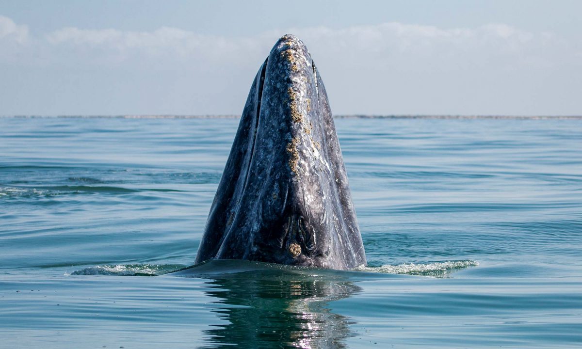 Baja Expeditions and A Memorable Trip to San Ignacio Lagoon