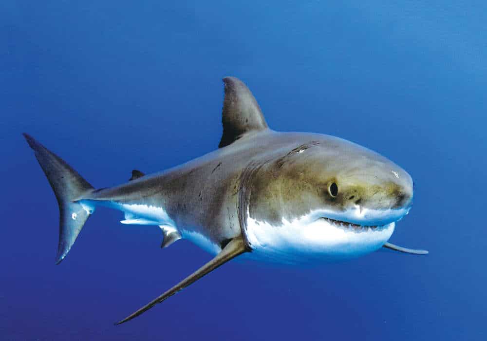 Shark into the blue © Geri Murphy