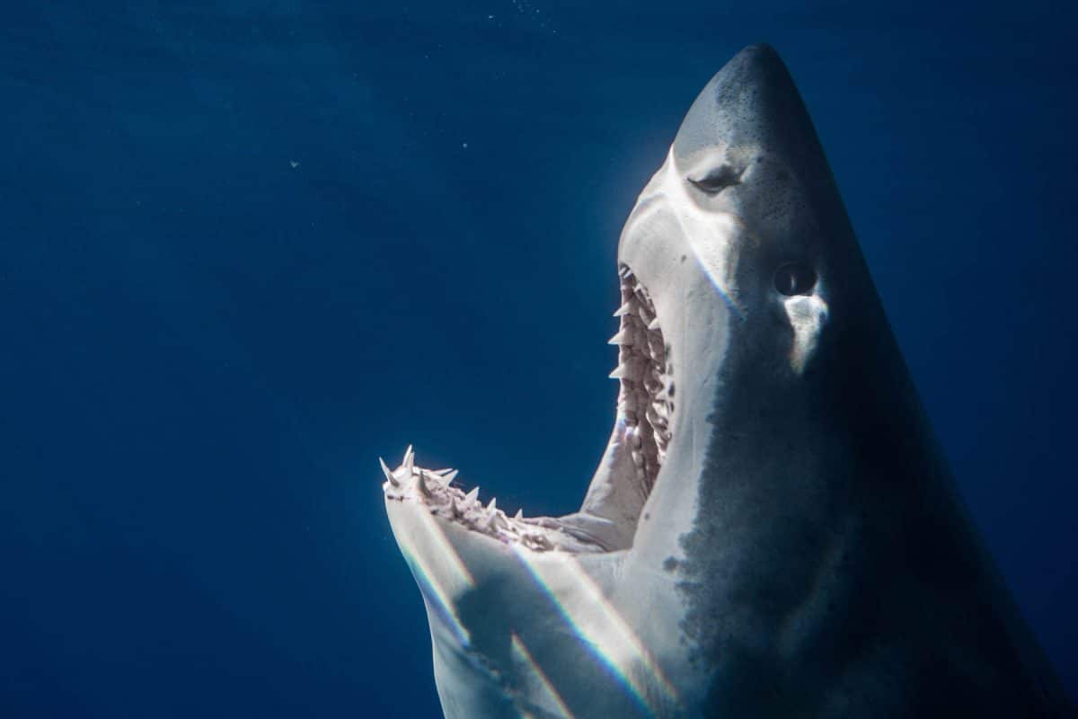 5 Reasons to Dive with Great White Sharks in July