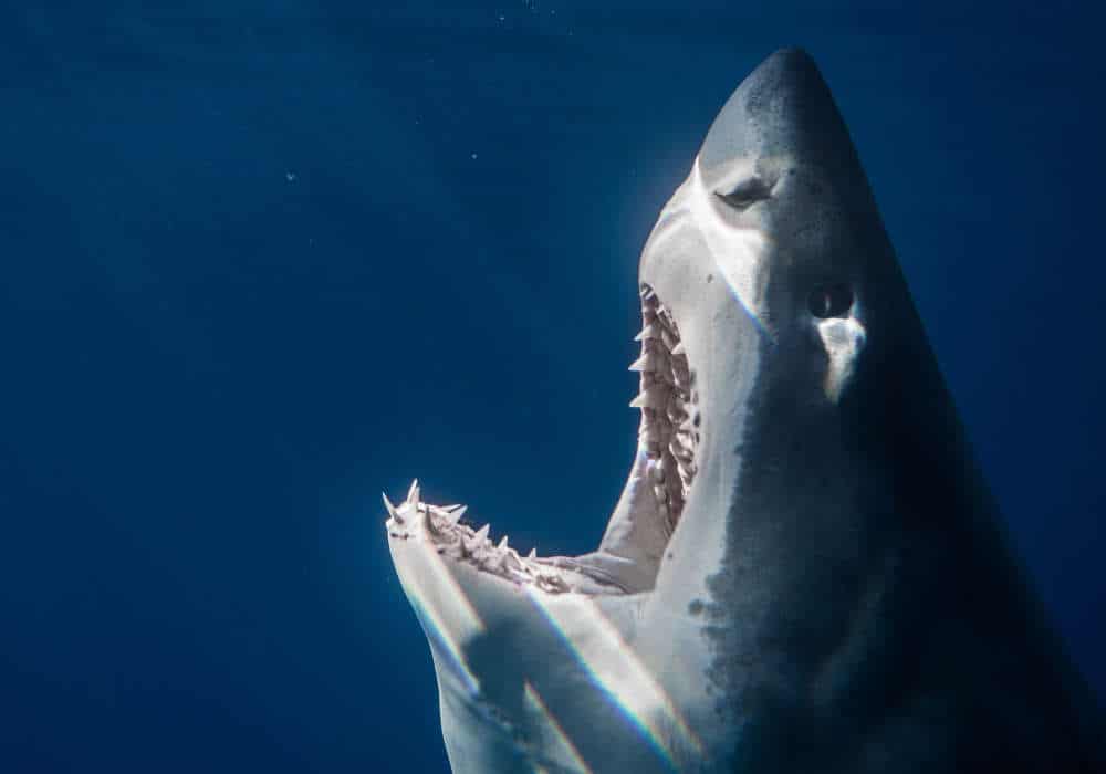 Shark about to breach